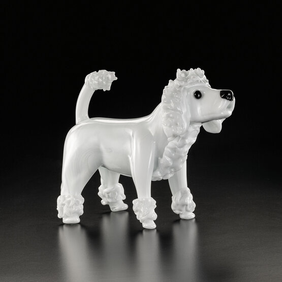 Caniche, Caniche blanc