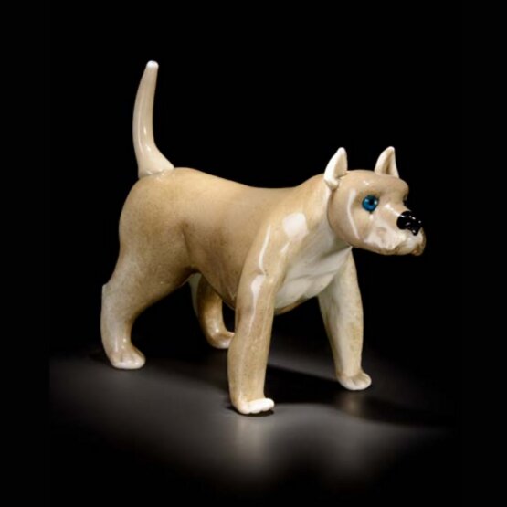 Amstaf, Amstaff gris brillant